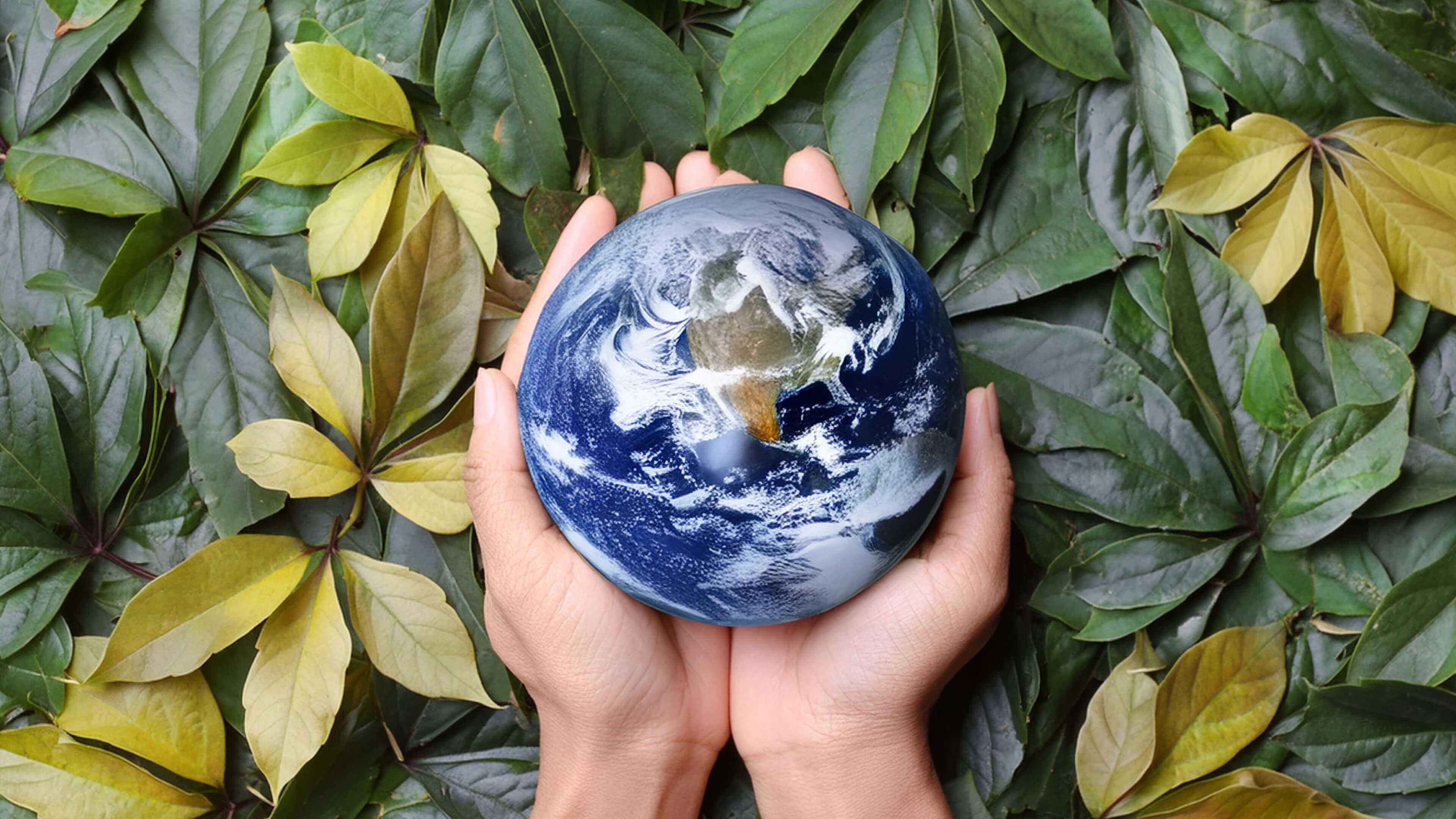 We Transform Business - Earth in a forest from top
